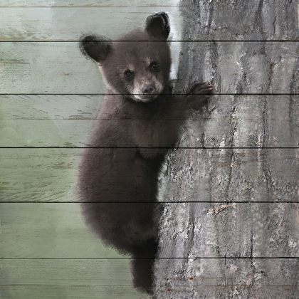 Picture of BEAR CUB 2