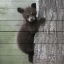 Picture of BEAR CUB 2