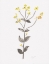 Picture of WILDFLOWER ORGANICS V