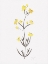 Picture of WILDFLOWER ORGANICS VI