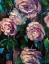 Picture of THE ROSES