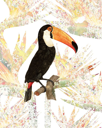 Picture of TOUCAN