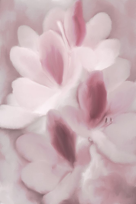 Picture of BLUSH ORCHID