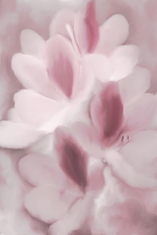 Picture of BLUSH ORCHID