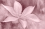 Picture of BLUSH PETALS