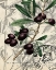 Picture of OLIVE LOVE 1