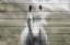 Picture of WILD