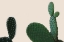 Picture of BLUSH CACTUS 2