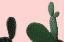 Picture of BLUSH CACTUS 2 V2