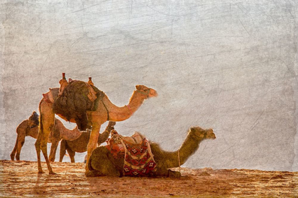 Picture of IN THE DESERT