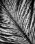 Picture of BLACK AND WHITE FEATHER 2
