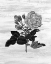 Picture of BOTANICAL FLOWER 1