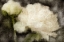Picture of PEONY BLOOMING