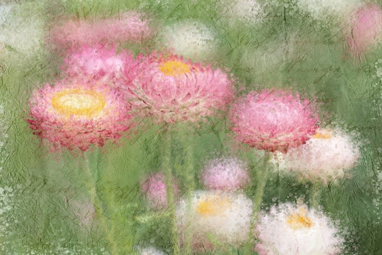 Picture of PINK WILD