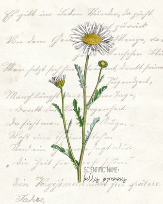 Picture of DAISY 1