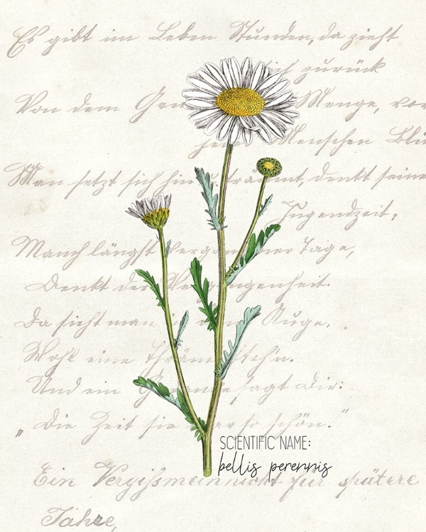 Picture of DAISY 1