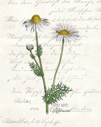 Picture of DAISY 2