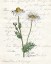 Picture of DAISY 2