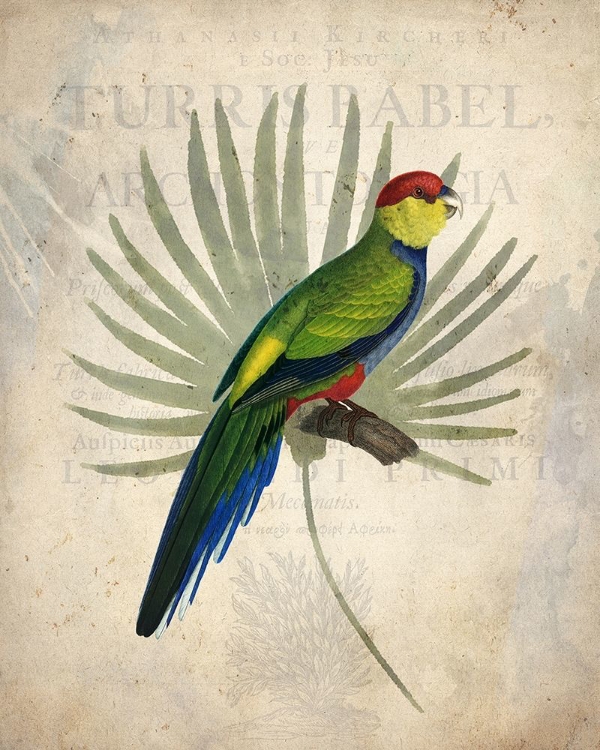 Picture of PARROT 1