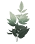 Picture of BOTANICAL GREENS 1