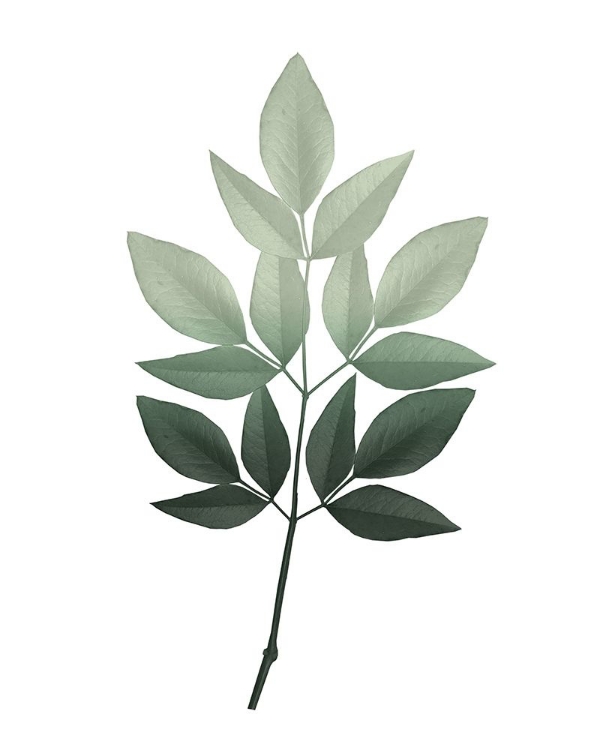 Picture of BOTANICAL GREENS 2