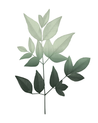 Picture of BOTANICAL GREENS 3