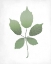 Picture of LEAVES PRINT 2
