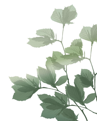 Picture of SILHOUETTE BRANCH