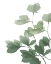 Picture of SILHOUETTE BRANCH