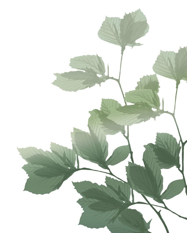 Picture of SILHOUETTE BRANCH