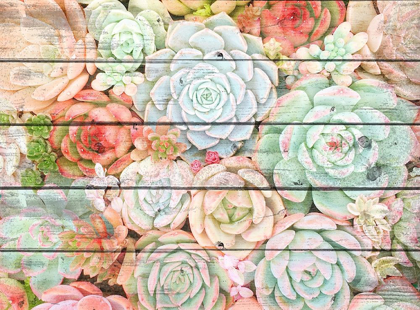 Picture of SUCCULENT CLUSTER