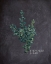 Picture of BLACKBOARD BOTANICAL 3