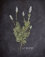 Picture of BLACKBOARD HERBS 1