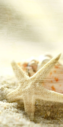 Picture of STARFISH BEACH 6 V2
