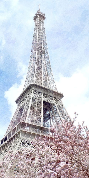 Picture of PARIS IN BLOOM 1