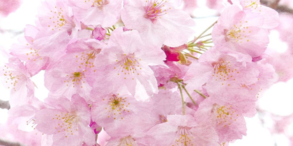 Picture of PARIS IN BLOOM 2