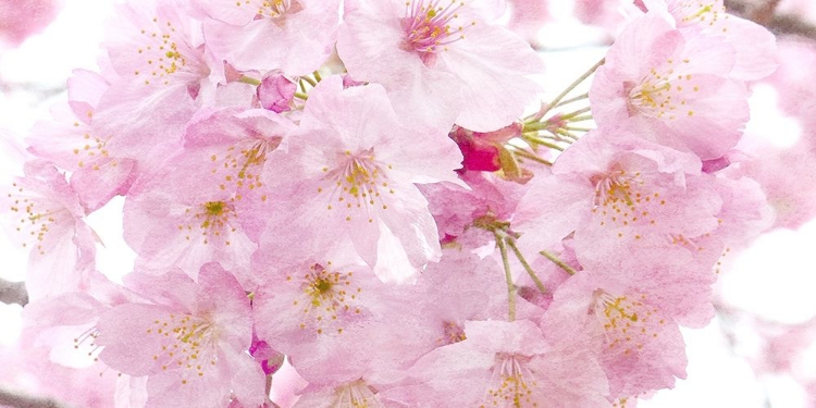 Picture of PARIS IN BLOOM 2
