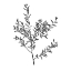 Picture of BOTANICAL BLACK 3