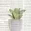 Picture of POTTED PRINT 2