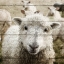 Picture of FARM LIFE 1