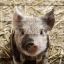 Picture of FARM LIFE 2