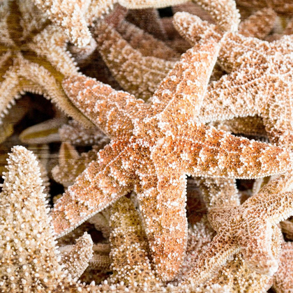 Picture of STARFISH BEACH 2 V2