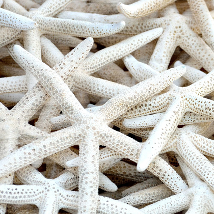 Picture of STARFISH BEACH 3 V2