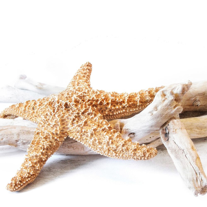 Picture of STARFISH BEACH 4 V2