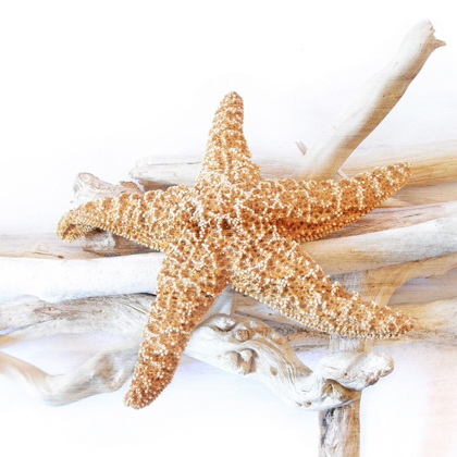 Picture of STARFISH BEACH 5 V2