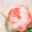 Picture of PINK PEONY