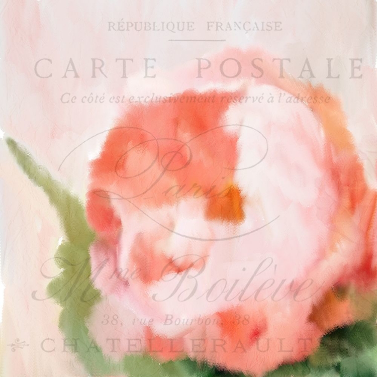 Picture of PINK PEONY