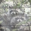 Picture of WOODLAND 1