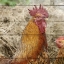 Picture of FARM LIFE 5