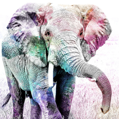 Picture of ELEPHANT COLORS